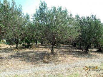 Country house with olive grove for sale in Atessa. Abruzzo. Img3
